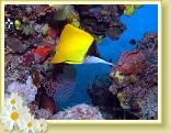 225-Long-nose Butterflyfish (Forcipiger flavissimus)